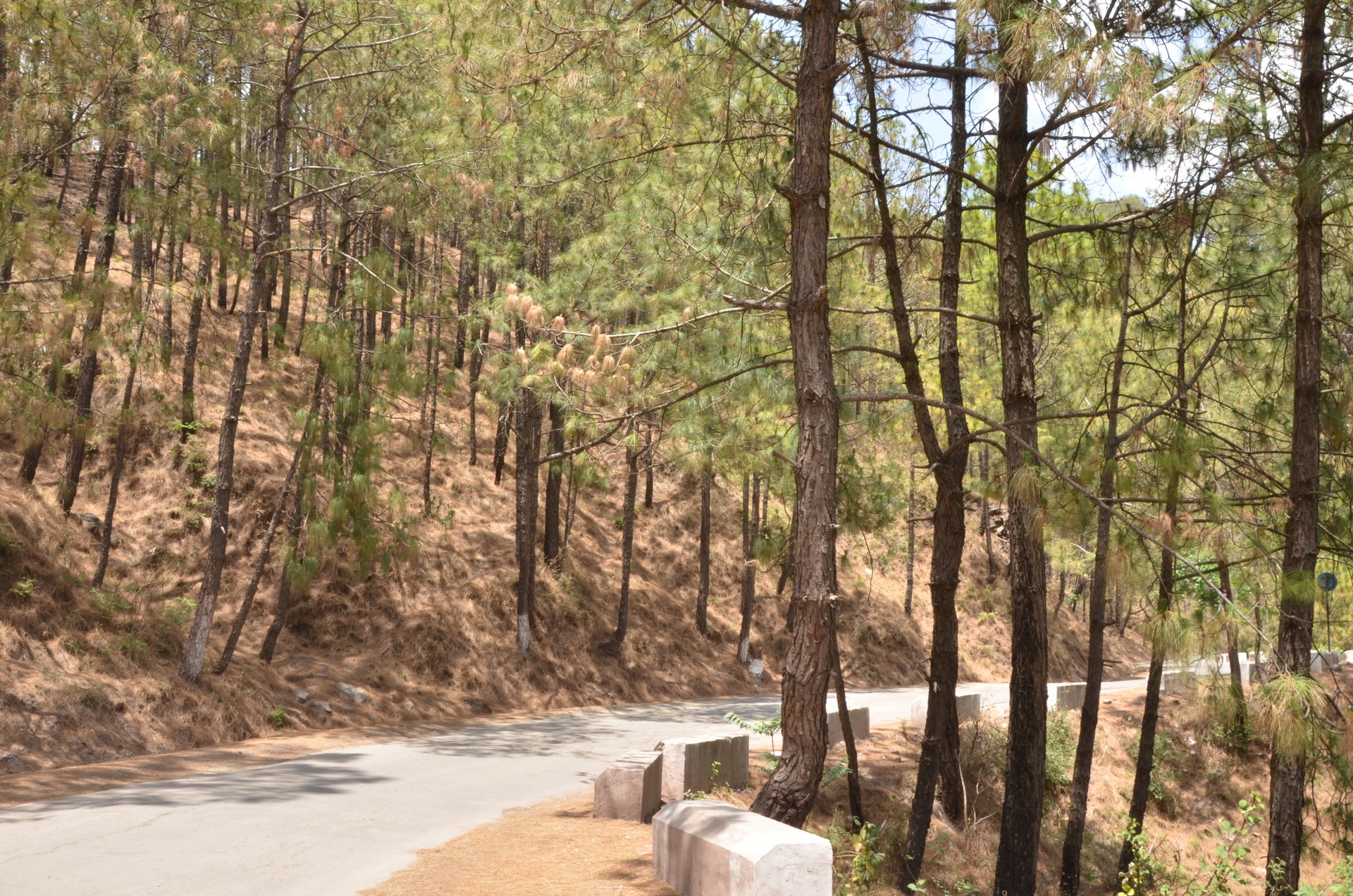 Kasauli 1 cover